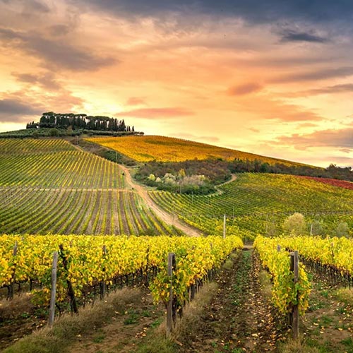 Chianti Wine Region Tuscany Italy